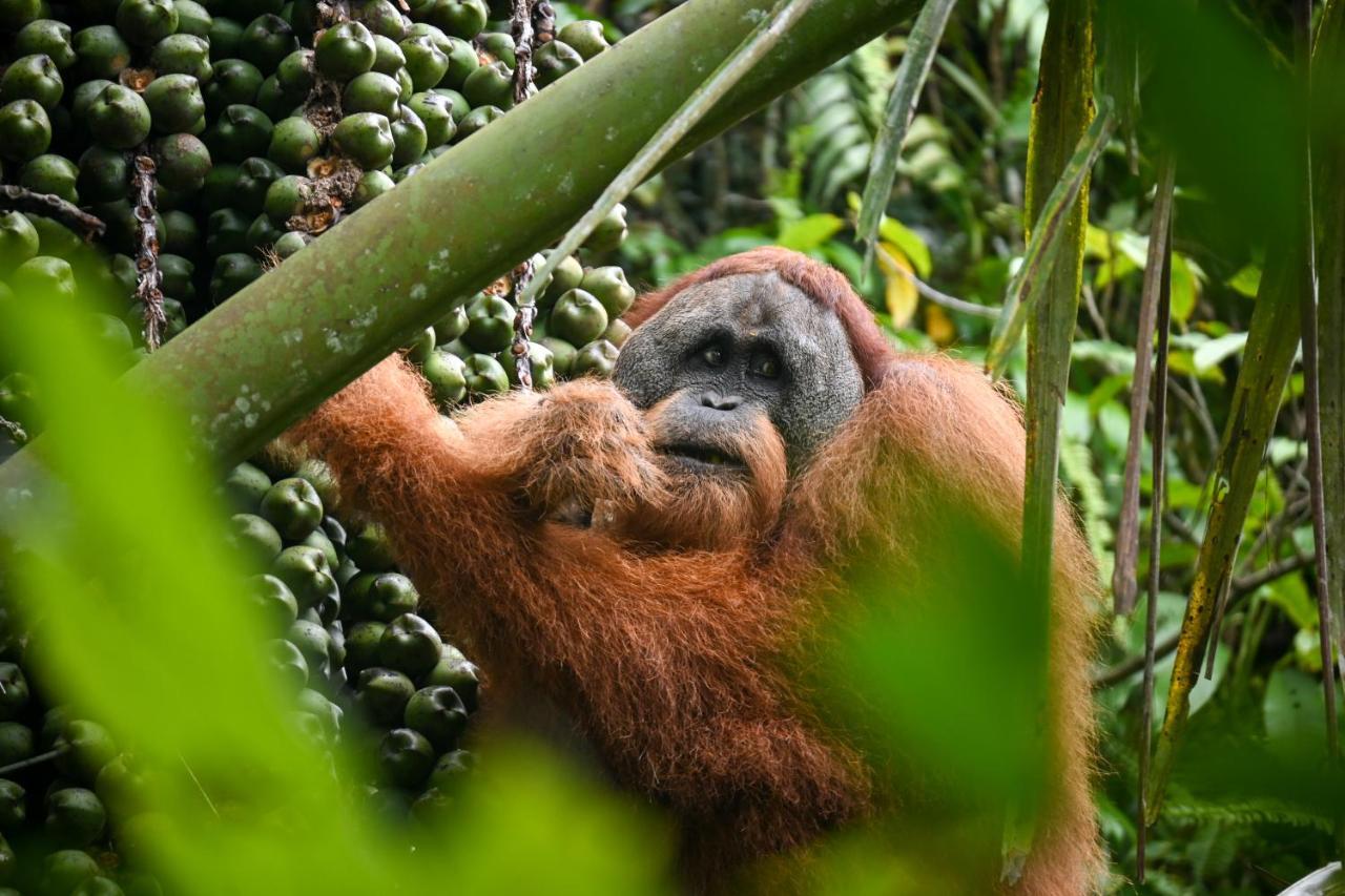Sumatra Expedition Lodge Bukit Lawang Bagian luar foto